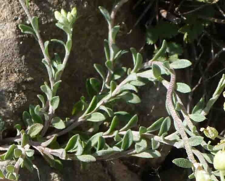 Alyssum cuneifolium leaf