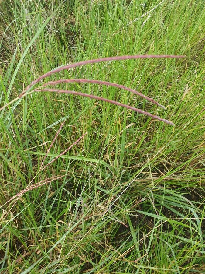 Ischaemum afrum flower