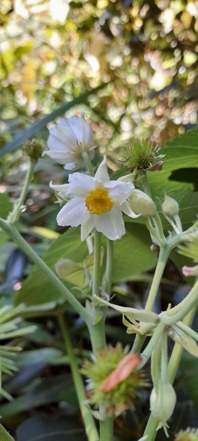 Entelea arborescens flower