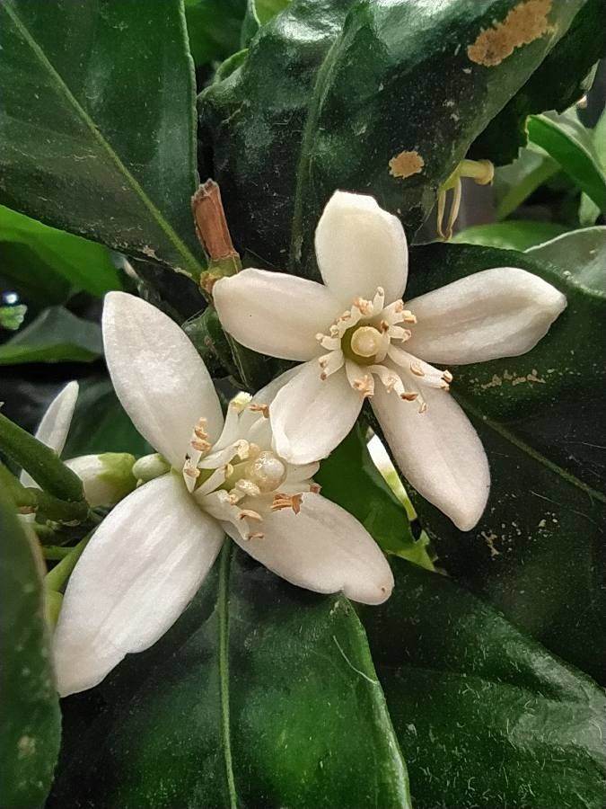Citrus sinensis flower