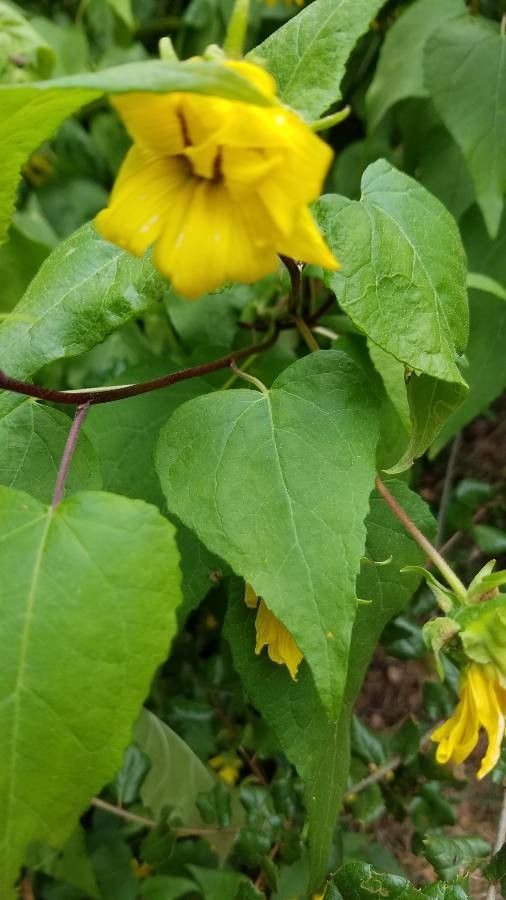 Venegasia carpesioides leaf