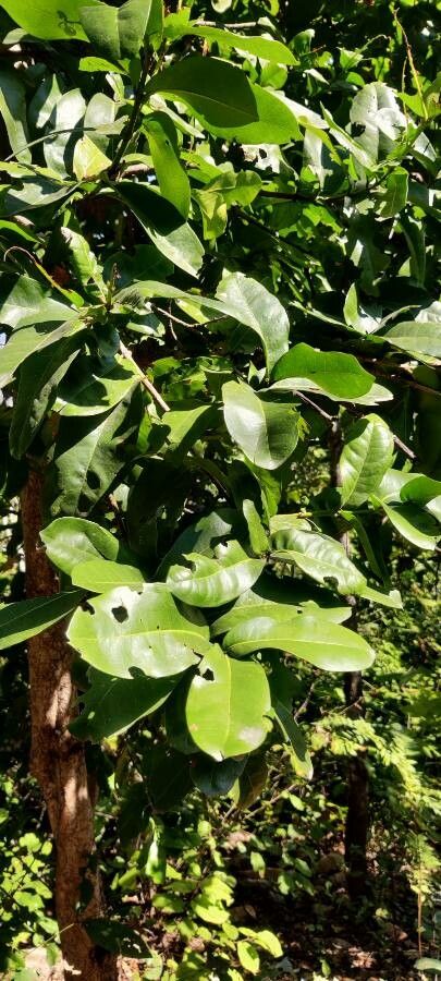 Ixora pavetta — search result for 'Ixora'