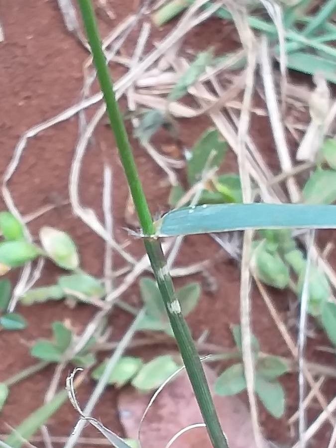 Harpachne schimperi — search result for 'Zambia'