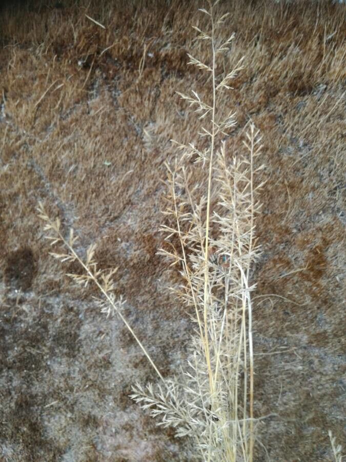 Melica imperfecta — clay tolerant houseplant