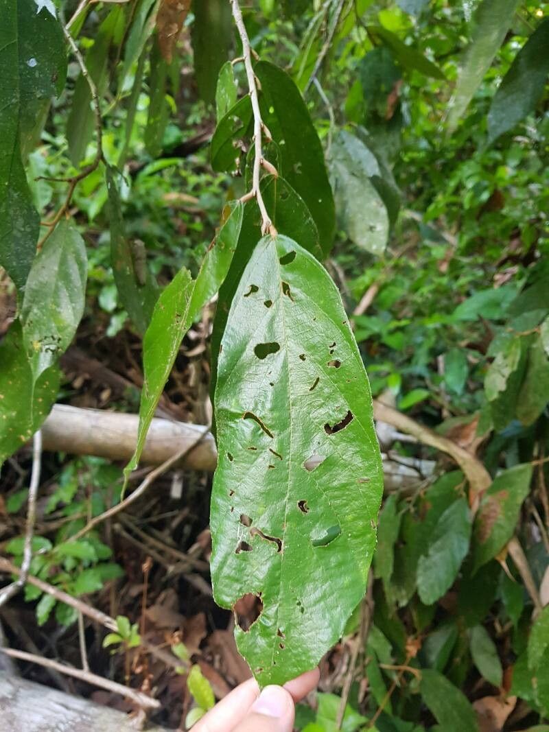 Theobroma angustifolium