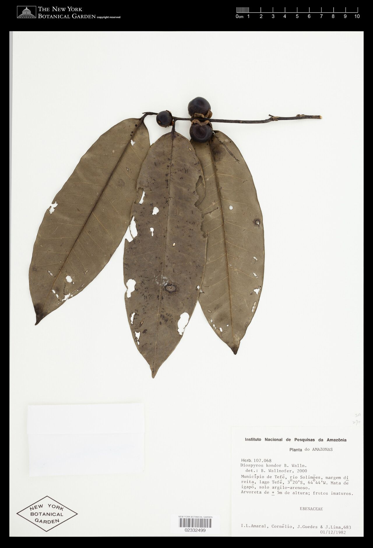 Diospyros kondor — houseplant care guide