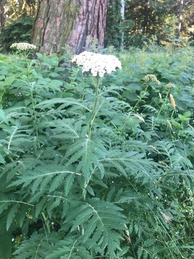Tanacetum macrophyllum leaf