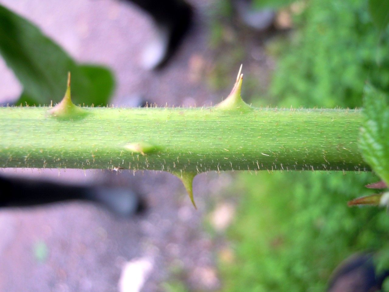 Rubus troiensis bark