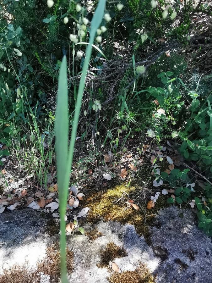 Briza minor — search result for 'Mediterranean Basin'