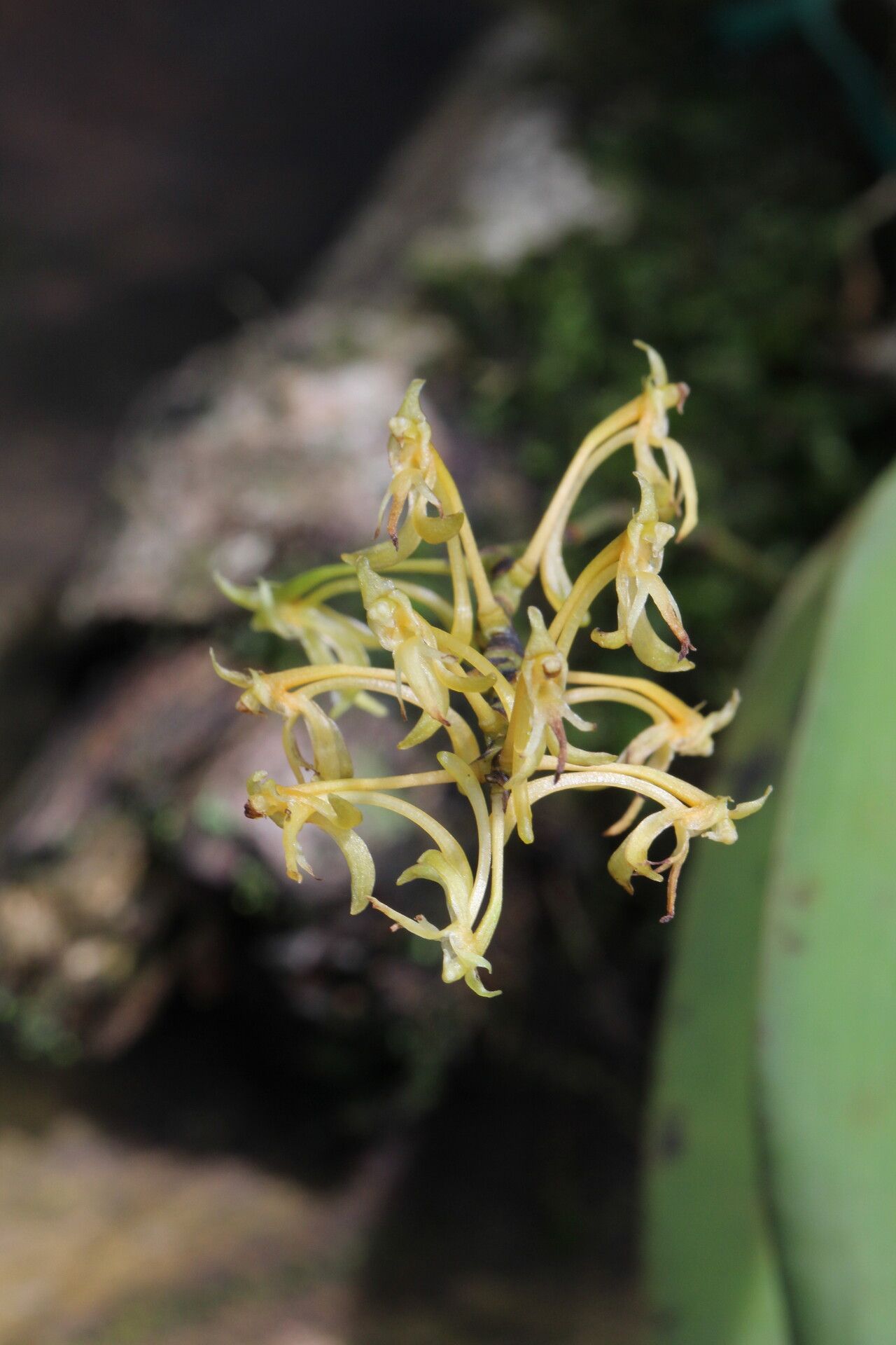 Angraecopsis parviflora flower