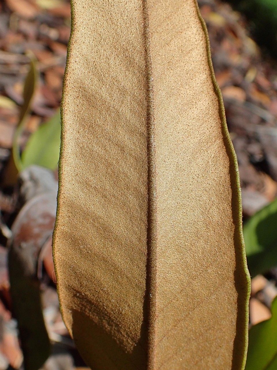 Pyrrosia lingua fruit