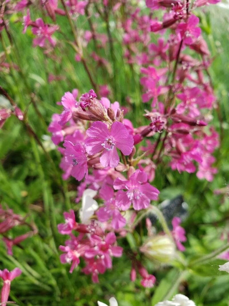 Silene viscaria flower