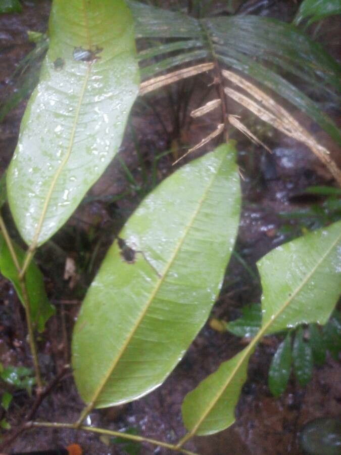 Swartzia arborescens leaf