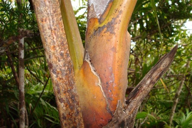 Chambeyronia piersoniorum bark