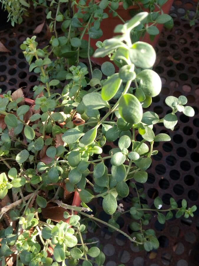 Antirrhinum pertegasii — search result for 'Antirrhinum'