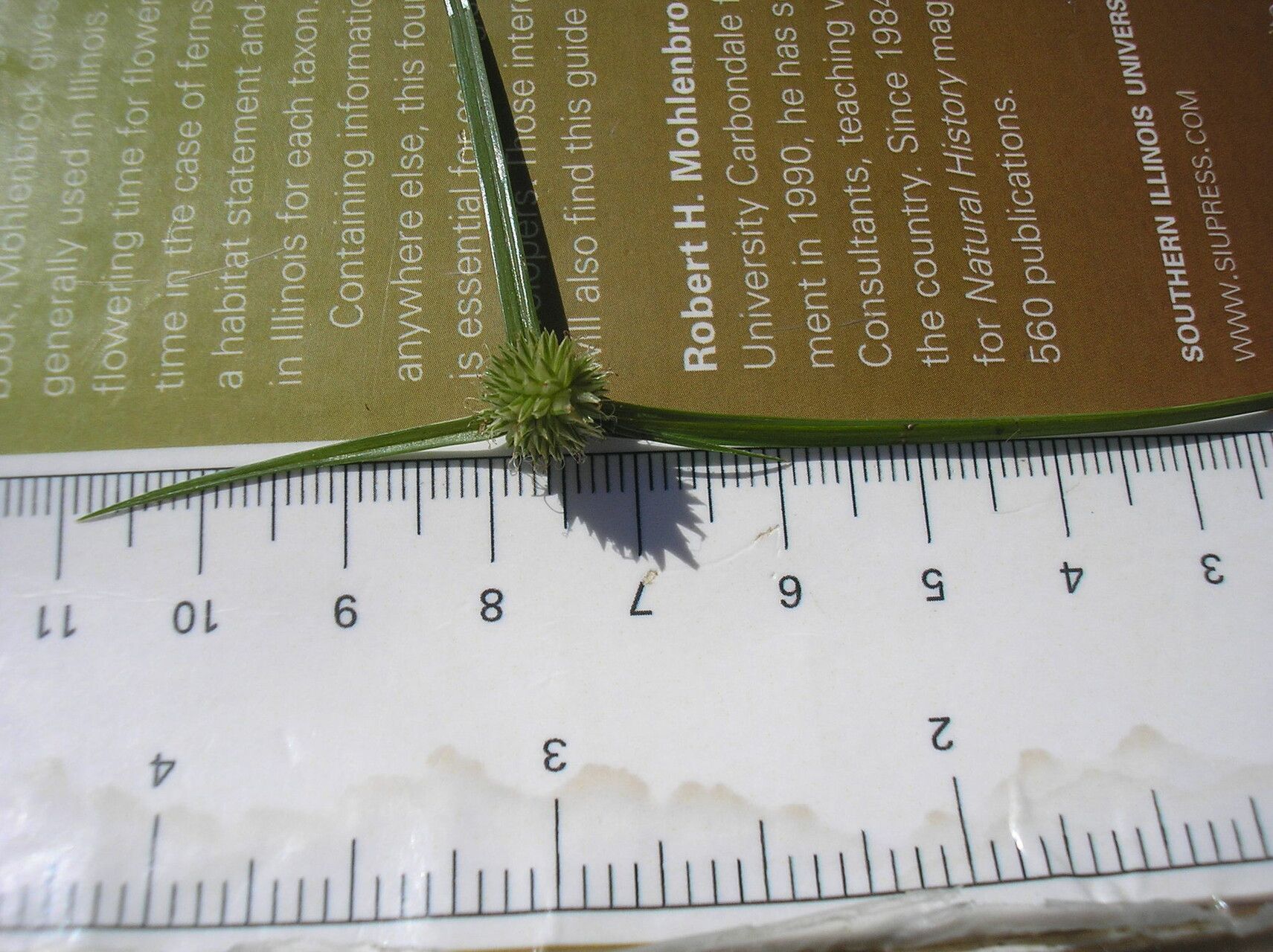 Cyperus brevifolioides fruit