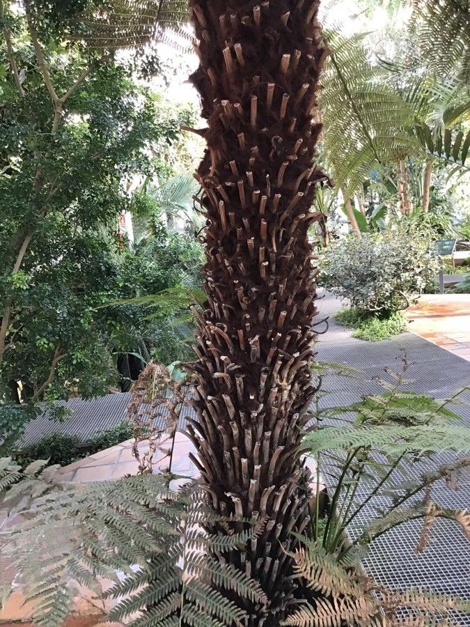 Balantium antarcticum bark