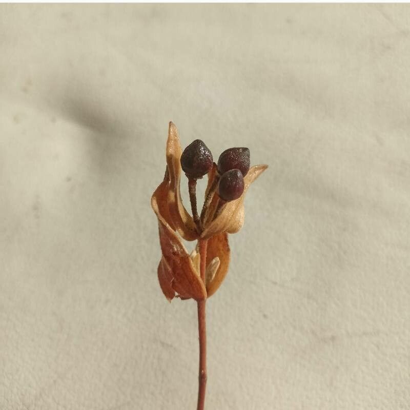 Hypericum fraseri fruit