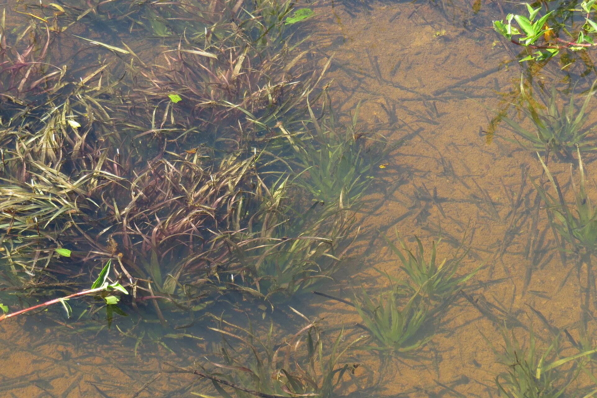 Blyxa aubertii habit