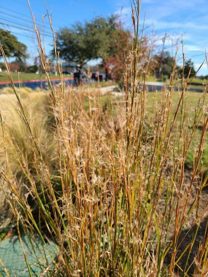 Schizachyrium scoparium other