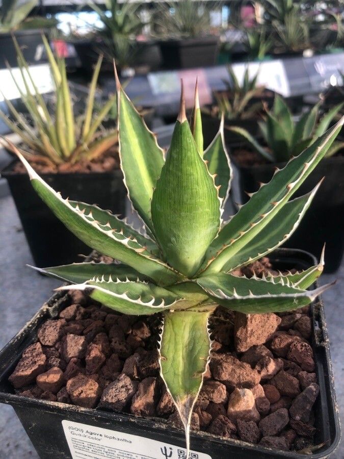 Agave univittata