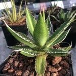 Agave univittata
