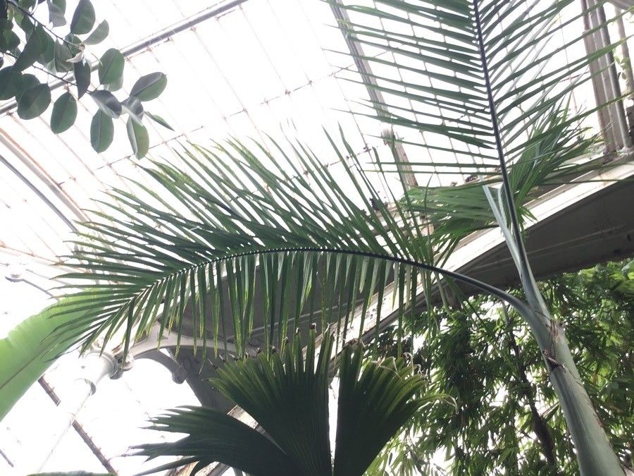 Gaussia gomez-pompae — related species from the same genus