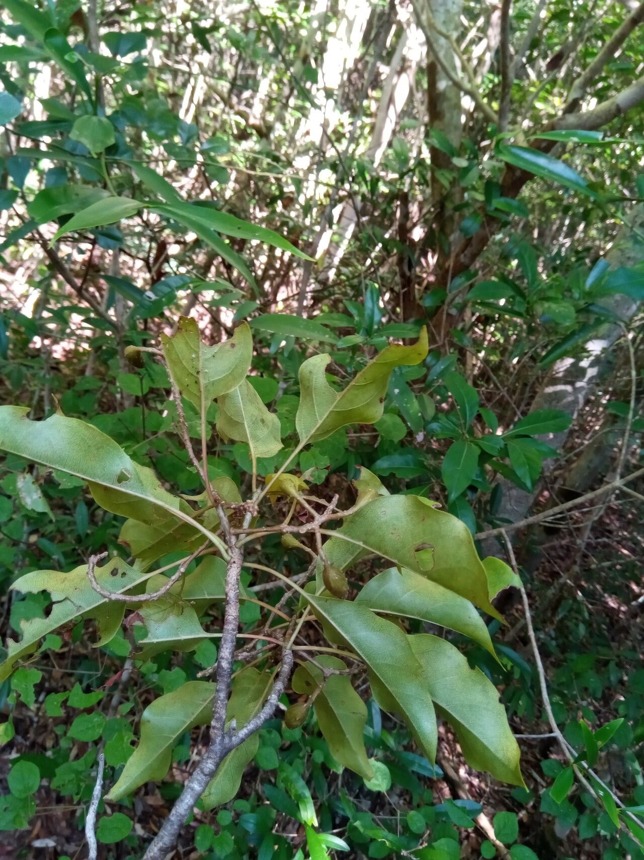 Hymenodictyon glabrum habit