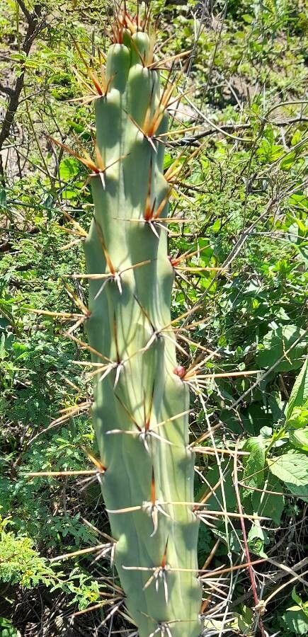 Harrisia pomanensis leaf