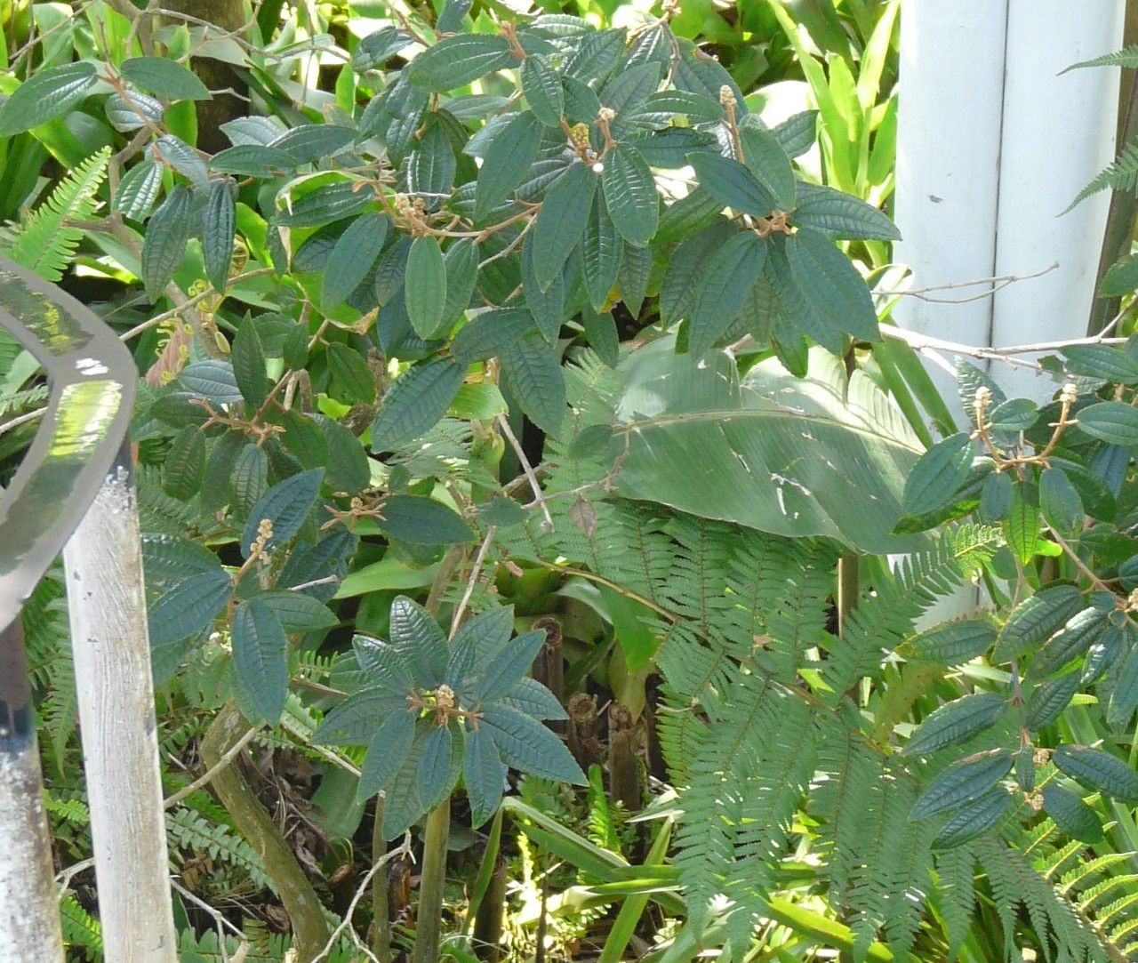 Miconia hyemalis — search result for 'Miconia'