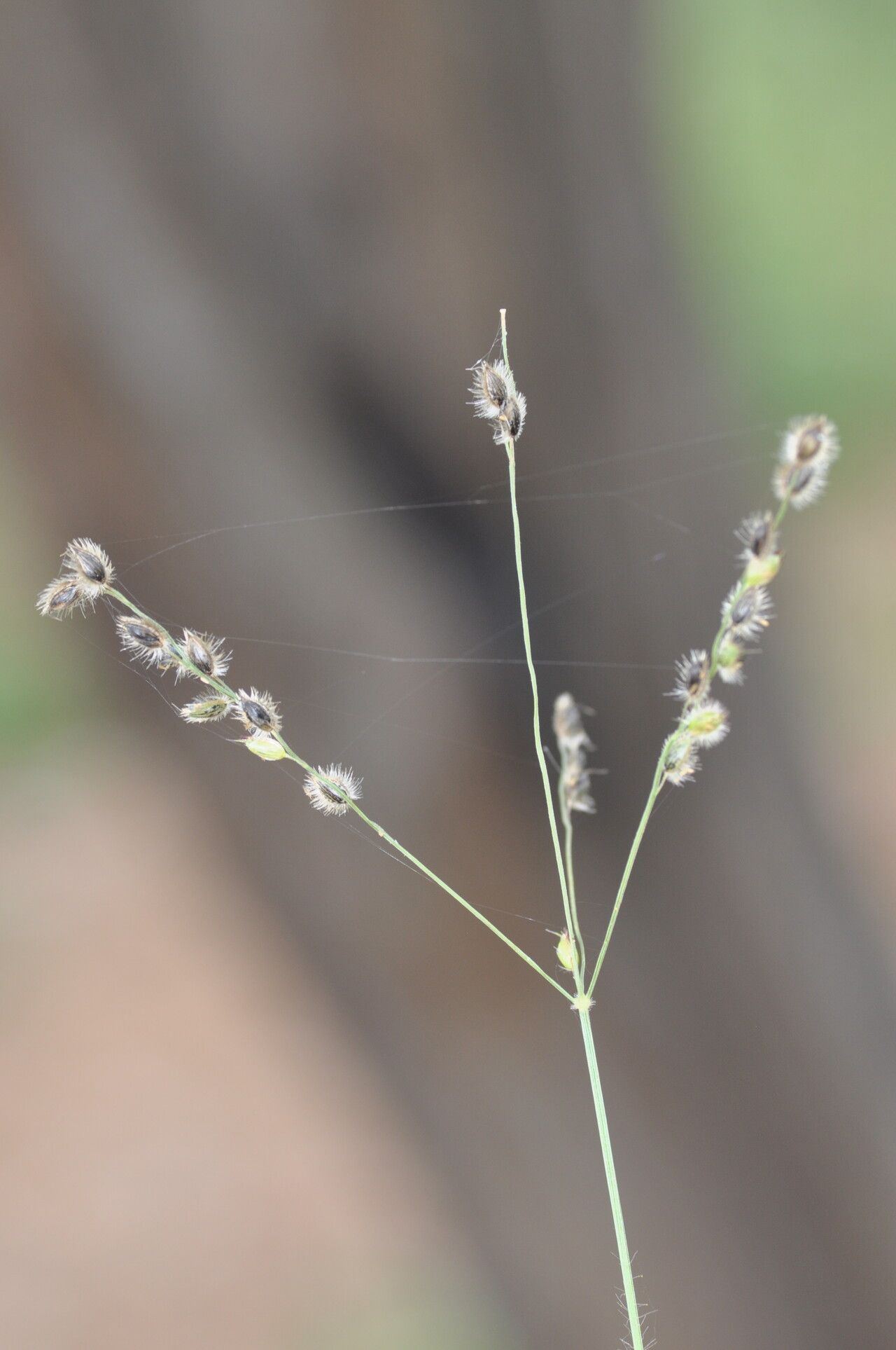 Digitaria bicornis fruit