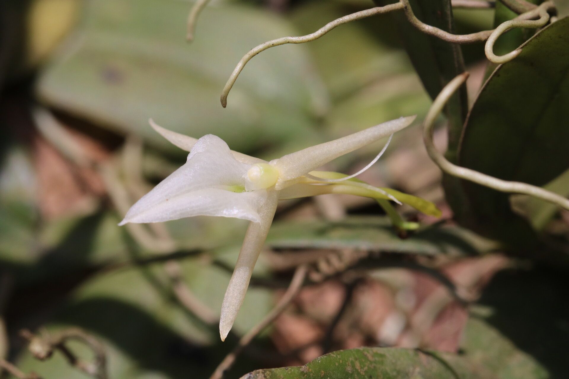 Angraecum angustipetalum flower