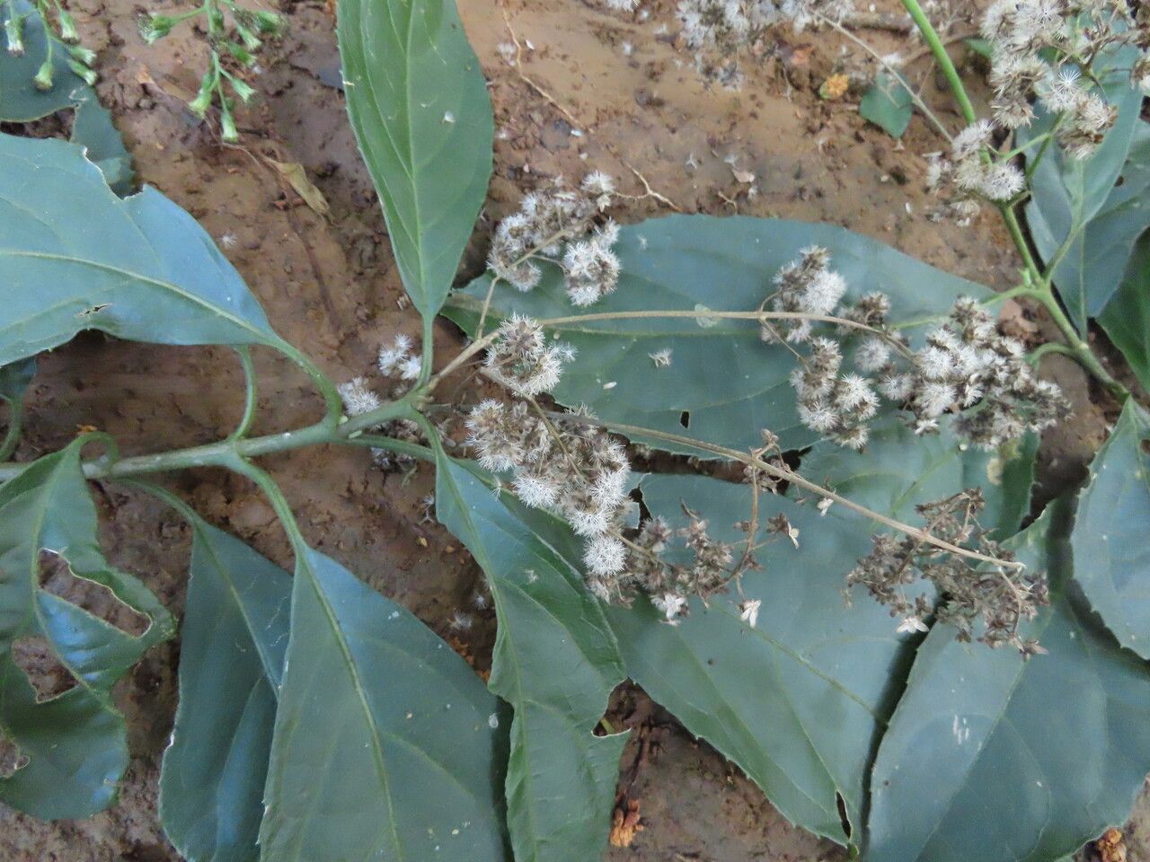 Koanophyllon hylonomum — related species from the same genus