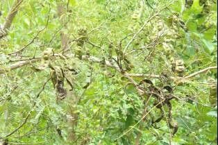 Entada abyssinica — related species from the same genus