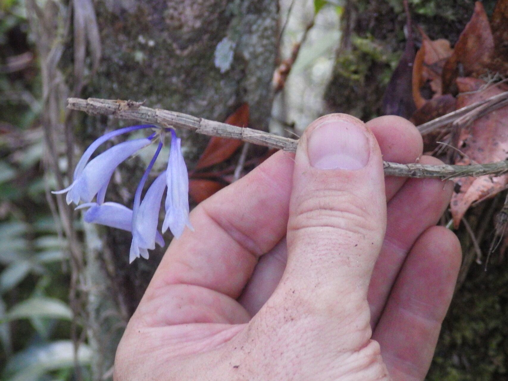 Dendrobium convexipes — houseplant care guide