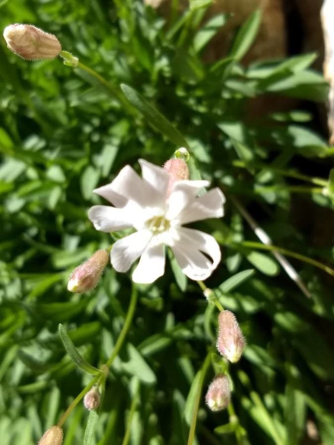 Silene borderei flower