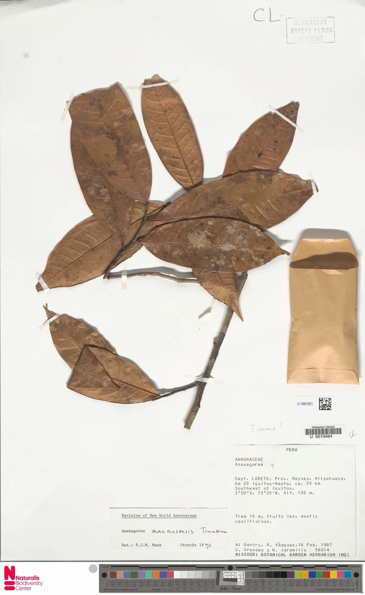 Anaxagorea manausensis leaf