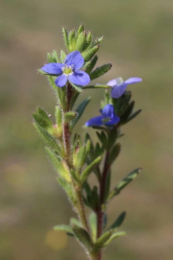 Veronica dillenii flower