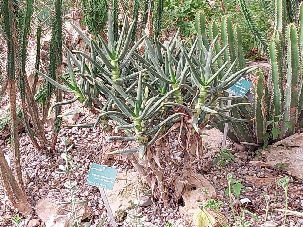 Aloidendron ramosissimum habit
