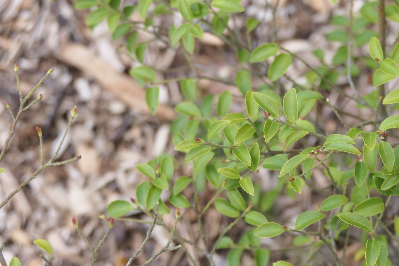 Ilex yunnanensis — search result for 'Ilex'