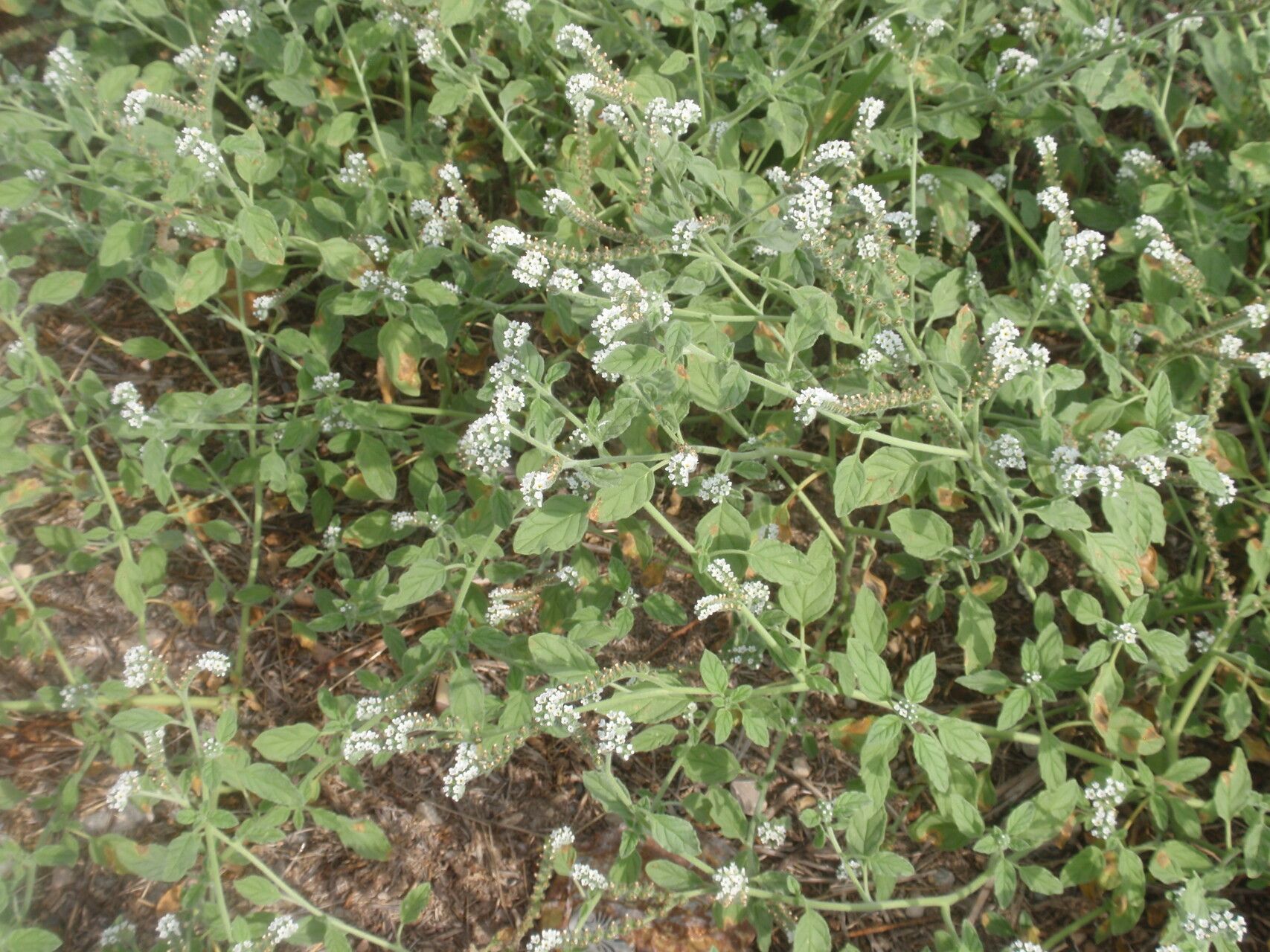 Heliotropium hirsutissimum habit