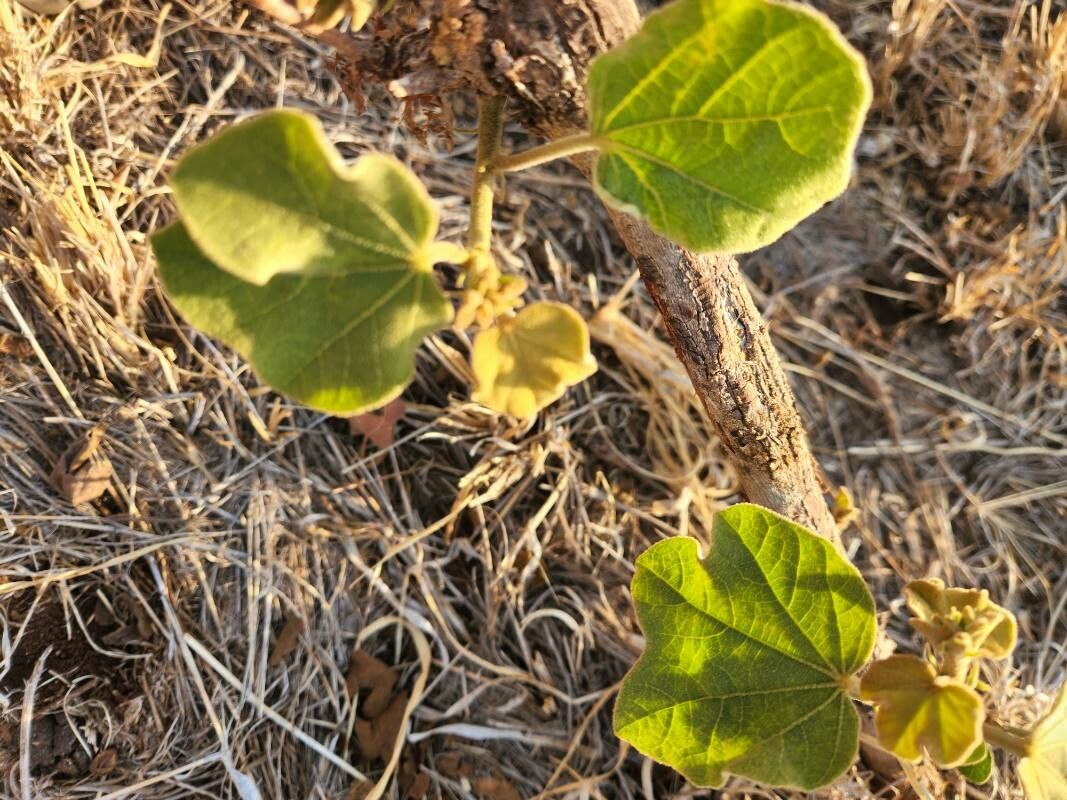 Thespesia garckeana — related species from the same genus