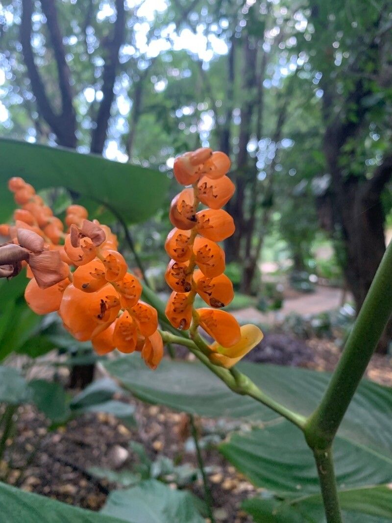 Stromanthe stromanthoides flower