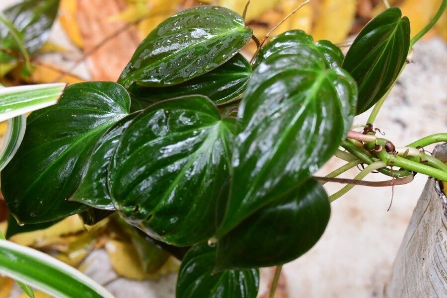Philodendron brandtianum leaf