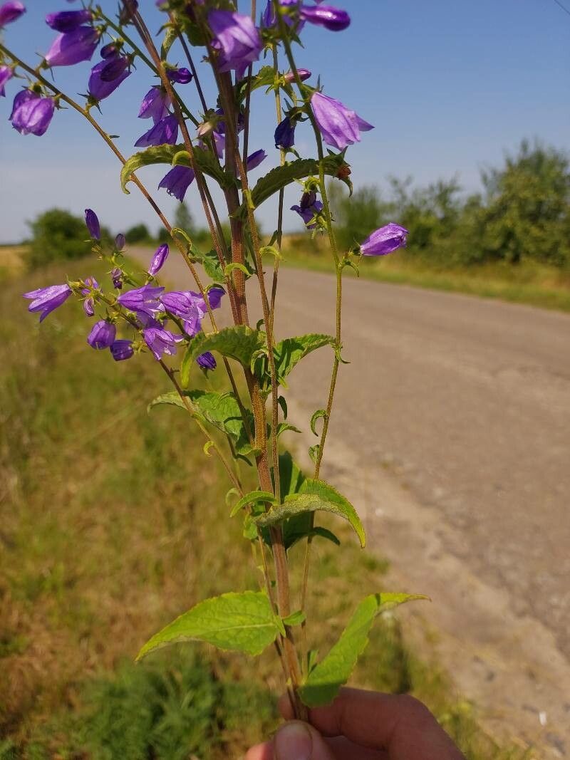 Campanula bononiensis leaf