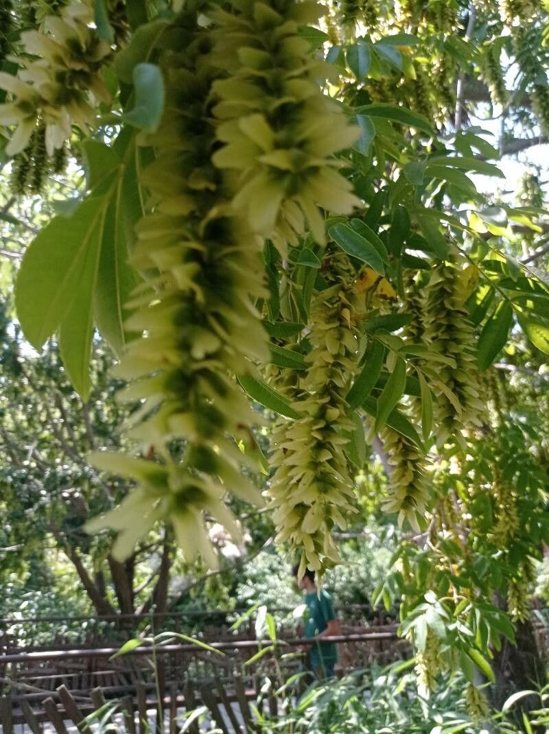 Pterocarya stenoptera flower
