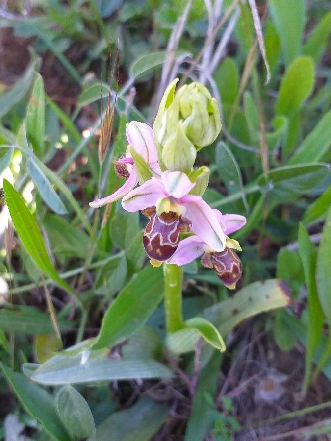 Ophrys scolopax flower