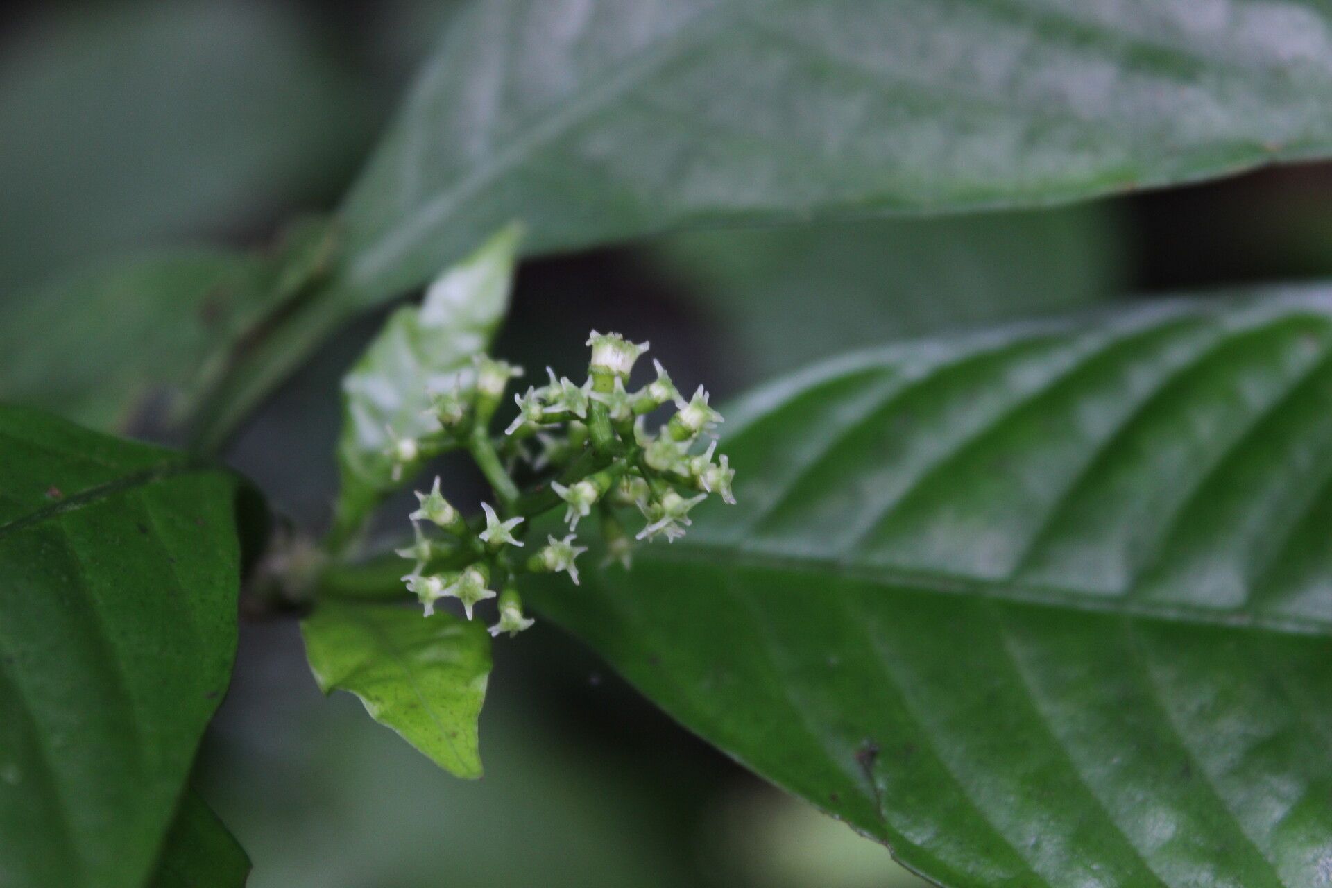 Psychotria cornuta flower