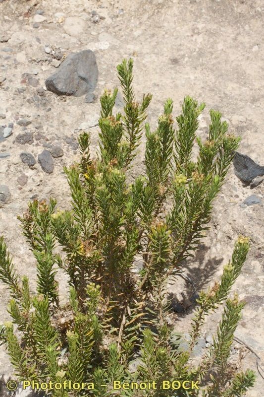 Allagopappus dichotomus habit