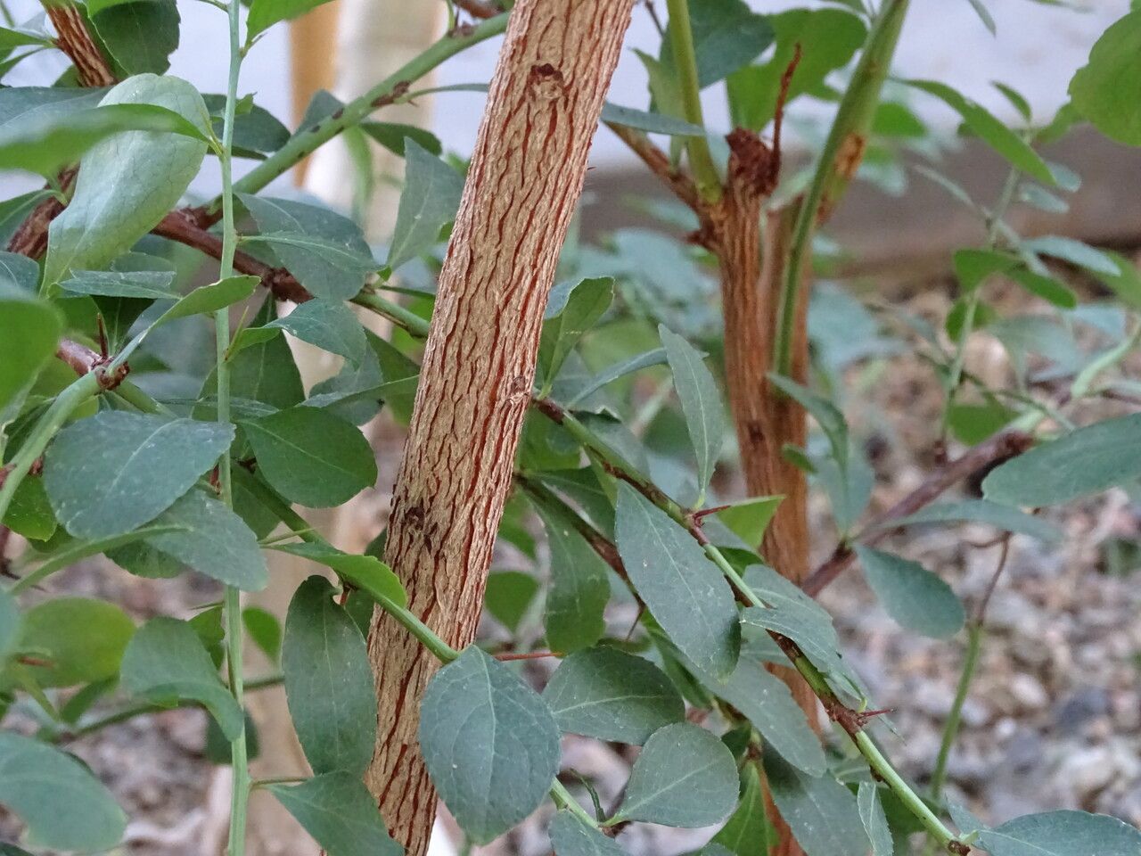 Elaeodendron transvaalense bark